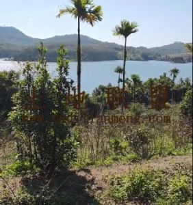 陵水30亩临水库边林地转让农场地转让费50万