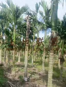 临高21亩地2400棵槟榔树转让交通便利接手管理就有收益