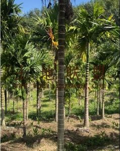 三亚23亩地2500棵槟榔树出租接手管理就有收益