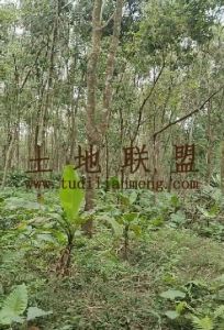 澄迈39亩临大河边林地交通便利还有50年合同