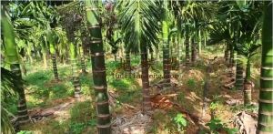 东方约11亩地1500棵槟榔出租设施齐全接手管理就有收益