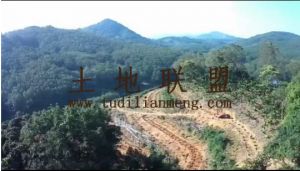 白沙约45亩林地租金56元/亩/年一年一付可以随时进场耕种