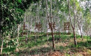 昌江300亩林地转让交通便利租金十年一付可以随时进场