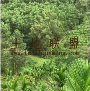 琼中98亩槟榔转让交通便利接手管理就可以有收成