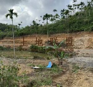 万宁80亩林地水电齐全土壤肥沃30年合同没有租金