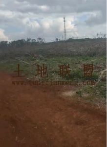 临高160亩林地租金可以五年一付随时进场耕种