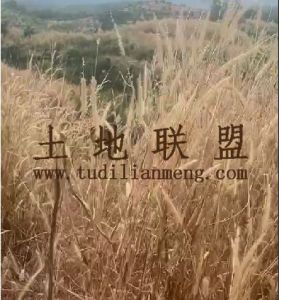 乐东180亩林地转让租金400元/亩/年一年一付