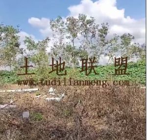 东方500亩林地水电齐全租金80元/亩/年五年一付