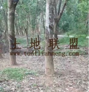 白沙2000亩林地可以分割出租可分期付款