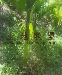 定安23亩槟榔园转让农场地租金便宜接手管理就有收成