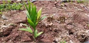 白沙138亩槟榔园转让水电房齐全接手管理既可