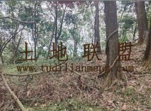 白沙30亩林地水电路方便农场地可以更名