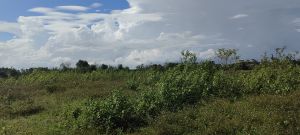 东方40亩林地水电房齐全租金三年一付