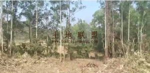 东方60亩槟榔园转让水电设施齐全接手管理即可