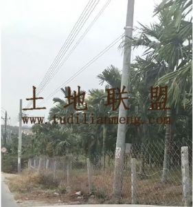 乐东约19亩地2300棵槟榔树出租水电齐全接手管理就有收益