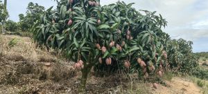 三亚80亩果园转让租金400元/亩/年一年一付