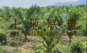 保亭13亩槟榔园水电房齐全租金305元/亩/年