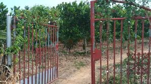 陵水5亩果园地转让水电齐全环境舒适