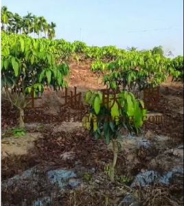 保亭50亩芒果园转让水电齐全农场地租金500元/亩/年
