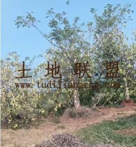 海口龙华区周边121亩林地转让租金550元/亩/年交通便利