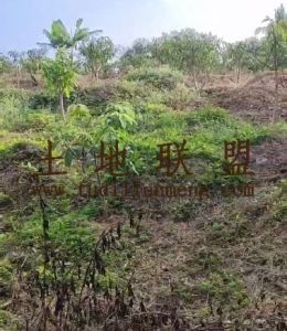 东方600亩种植地可以分割出租土壤肥沃