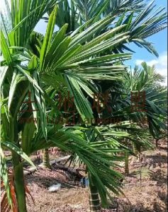 乐东约34亩地4100棵槟榔树出租设施齐全接手管理就有收益