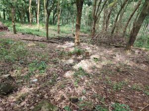 白沙县城周边240亩林地租金150元/亩/年一年一付