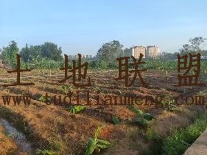 澄迈150亩短期种植地出租水电齐全交通便利