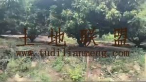 陵水100亩龙眼园转让交通便利水电房齐全