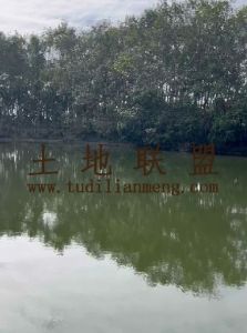 保亭周边25亩果园转让交通便利水电房设施齐全