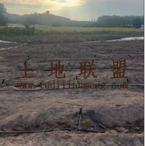 琼中88亩种植转让租金150元/亩/年一年一付