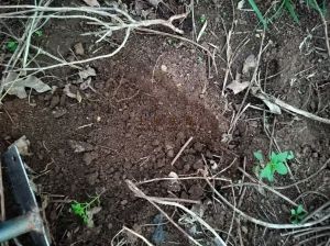 临高130亩种植地交通便利土壤肥沃租金十年一付