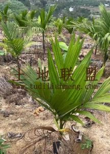 乐东34亩槟榔园转让水电设施齐全租金已付清