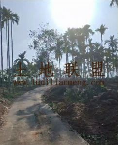 琼海95亩槟榔园转让设施齐全农场地租金便宜