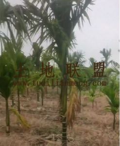 乐东17亩地约2100棵槟榔树出租设施齐全接手管理就有收益