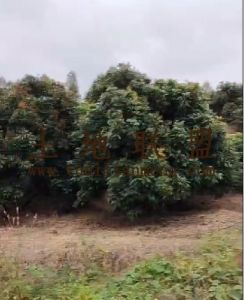 乐东70亩龙眼园转让设施齐全接手管理就有收益