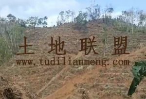 五指山22亩林地可以随时进场耕种水源充足交通便利