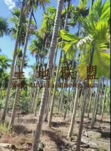 东方9亩地约1180棵槟榔树出租接手管理就有收益