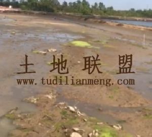 定安400亩短期种植地可以分割出租土壤肥沃