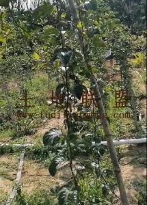 乐东40亩百香果园转让设施齐全接手管理就有收益