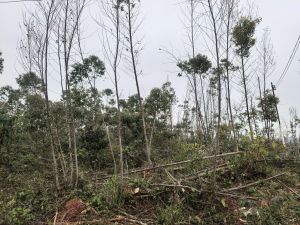 三亚约40亩农场种植地可以更名交通便利