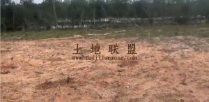 澄迈500亩种植地水源充足交通便利租金350元/亩/年一年一付
