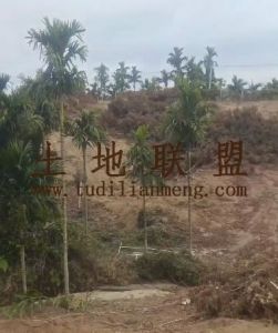 乐东40亩种植地水电房齐全交通便利