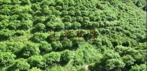 乐东90亩芒果园转让农场地可以更名水电齐全