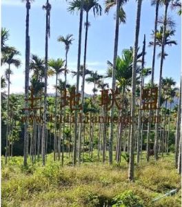 琼中92亩种植地租金130元/亩/年一年一付