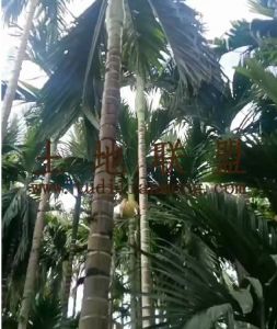 乐东12亩地1400棵槟榔园出租水电齐全接手管理就有收益