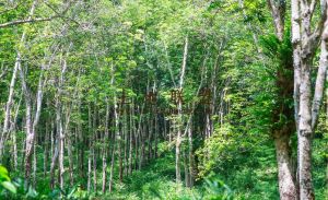 乐东35亩平地交通便利水源充足