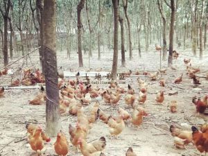 琼中约3亩养鸡棚出租设施齐全租金一年一付接手就可经营