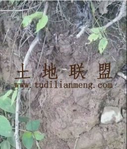白沙10000亩种植可以分割租金320元/亩/年