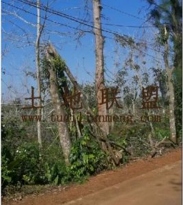 海口美兰区临大路边15亩地适合做花卉苗圃租金可分期